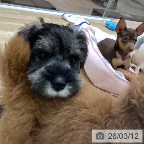 宮城県のミニチュアシュナウザー (ペットプラス 名取店/2026年1月7日生まれ/男の子/ソルトペッパー)の子犬の4枚目の画像