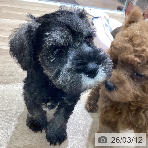 宮城県のミニチュアシュナウザー (ペットプラス 名取店/2026年1月7日生まれ/男の子/ソルトペッパー)の子犬の3枚目の画像