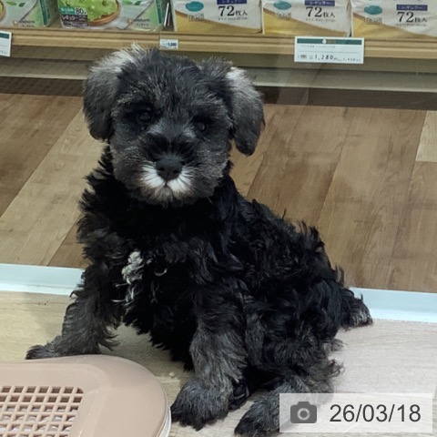 ミニチュア・シュナウザーの写真