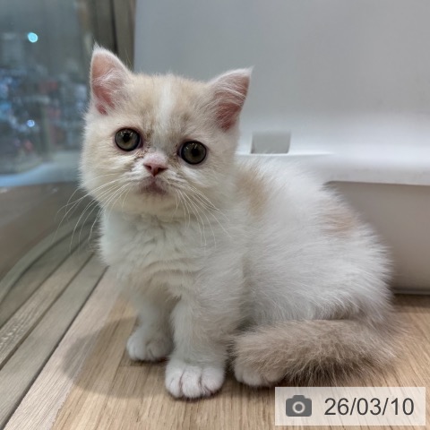 ミヌエットの写真