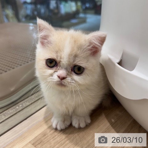 ミヌエットの写真