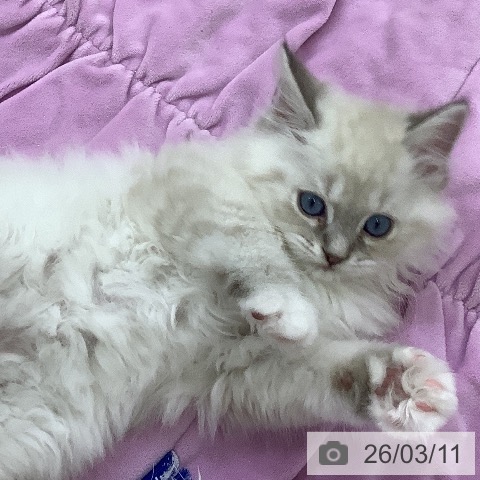 山梨県のラグドール (ペットプラス 甲府昭和店/2026年1月5日生まれ/男の子/ブルーリンクスポイントミテッド)の子猫の3枚目の画像