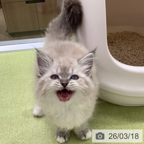 埼玉県のラグドール (ペットプラス 川口店/2026年1月5日生まれ/女の子/シールリンクスポイントミテッド)の子猫の4枚目の画像