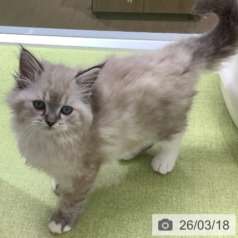 埼玉県のラグドール (ペットプラス 川口店/2026年1月5日生まれ/女の子/シールリンクスポイントミテッド)の子猫の3枚目の画像