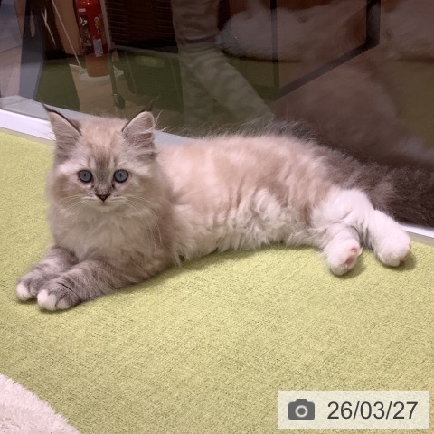 埼玉県のラグドール (ペットプラス 川口店/2026年1月5日生まれ/女の子/シールリンクスポイントミテッド)の子猫の3枚目の画像