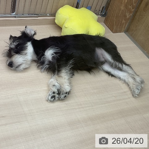 ミニチュア・シュナウザーの写真