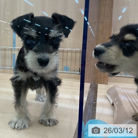 埼玉県のミニチュアシュナウザー (ペッツワン 浦和美園店/2026年1月5日生まれ/男の子/ブラックシルバー)の子犬の4枚目の画像