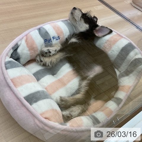 ミニチュア・シュナウザーの写真