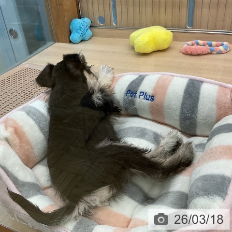 埼玉県のミニチュアシュナウザー (ペッツワン 浦和美園店/2026年1月5日生まれ/男の子/ブラックシルバー)の子犬の3枚目の画像