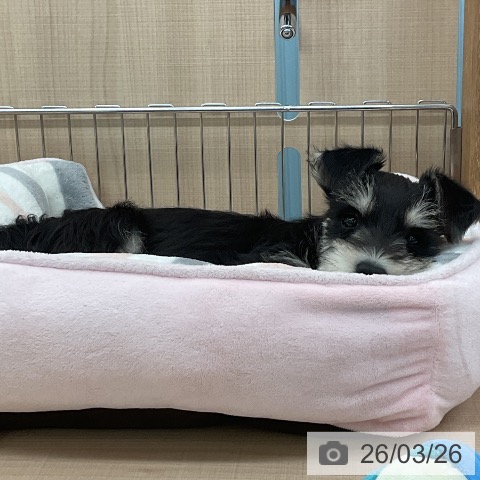 ミニチュア・シュナウザーの写真