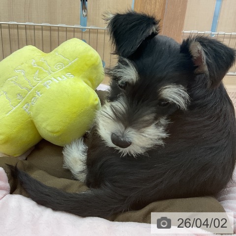 埼玉県のミニチュアシュナウザー (ペッツワン 浦和美園店/2026年1月5日生まれ/男の子/ブラックシルバー)の子犬の3枚目の画像