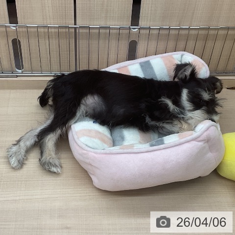 埼玉県のミニチュアシュナウザー (ペッツワン 浦和美園店/2026年1月5日生まれ/男の子/ブラックシルバー)の子犬の3枚目の画像