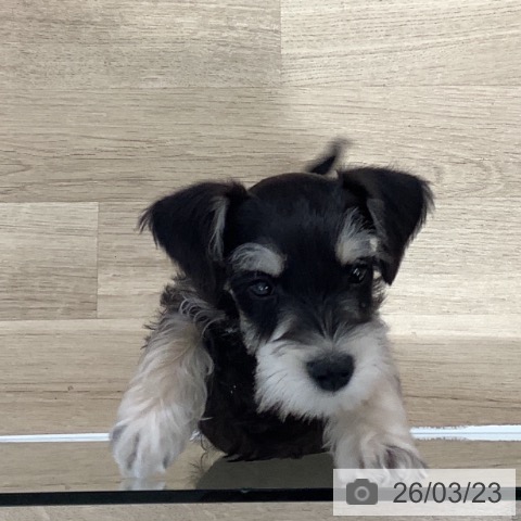 千葉県のミニチュアシュナウザー (ペットプラス 船橋店/2026年1月5日生まれ/男の子/ブラックシルバー)の子犬の4枚目の画像