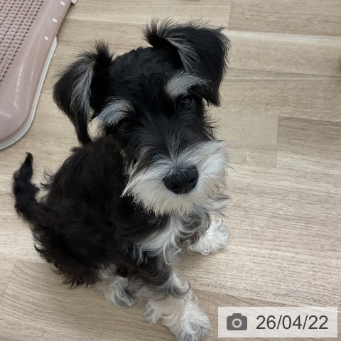 ミニチュア・シュナウザーの写真