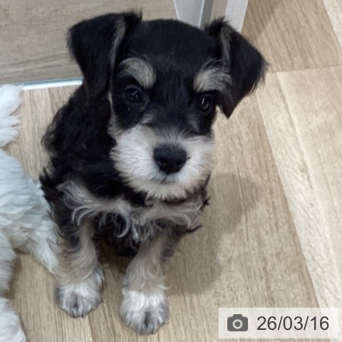 千葉県のミニチュアシュナウザー (ペットプラス 船橋店/2026年1月5日生まれ/男の子/ブラックシルバー)の子犬の3枚目の画像