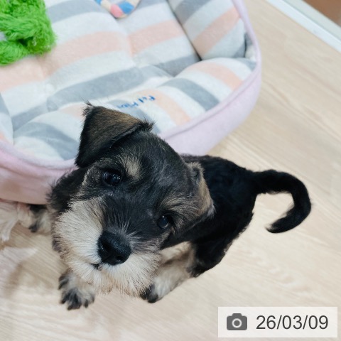 ミニチュア・シュナウザーの写真