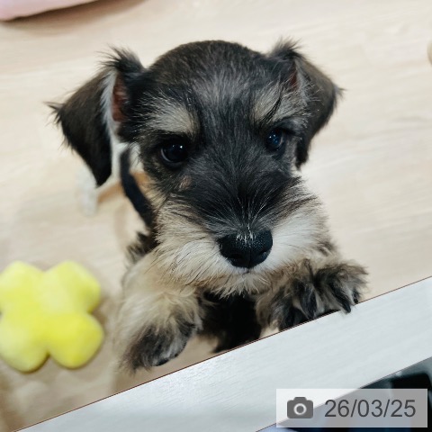 千葉県のミニチュアシュナウザー (ペットプラス ユーカリが丘店/2026年1月5日生まれ/男の子/ソルトペッパー)の子犬の3枚目の画像