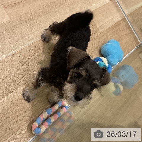 岩手県のミニチュアシュナウザー (ペットプラス 盛岡南店/2026年1月5日生まれ/女の子/ソルトペッパー)の子犬の4枚目の画像