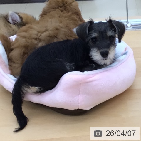 青森県のミニチュアシュナウザー (ペットプラス 青森浜田店/2026年1月5日生まれ/女の子/ソルトペッパー)の子犬の4枚目の画像