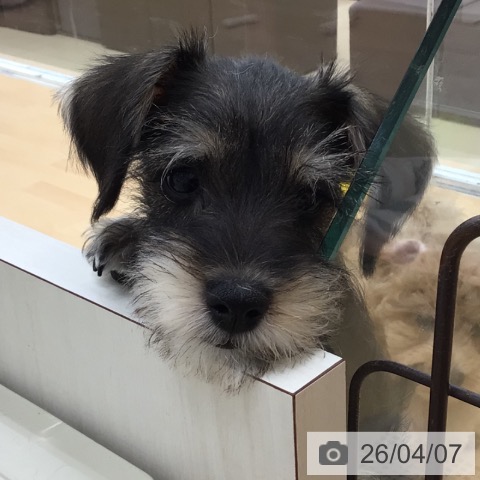 青森県のミニチュアシュナウザー (ペットプラス 青森浜田店/2026年1月5日生まれ/女の子/ソルトペッパー)の子犬の3枚目の画像