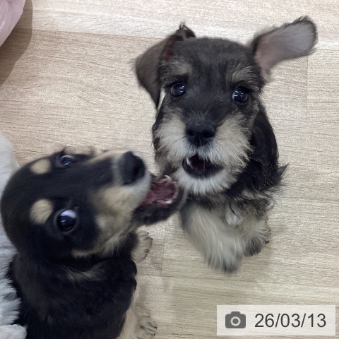 岩手県のミニチュアシュナウザー (ペットプラス 盛岡南店/2026年1月5日生まれ/女の子/ソルトペッパー)の子犬の3枚目の画像