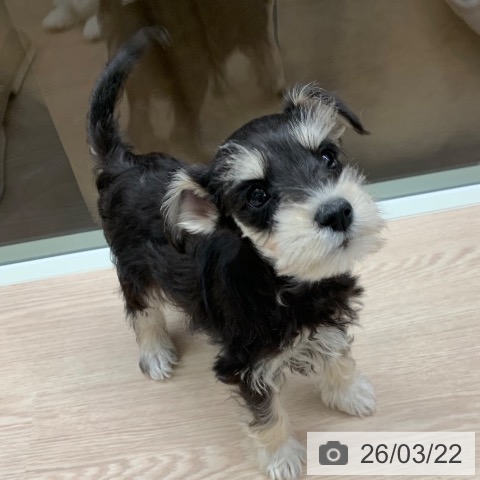 千葉県のミニチュアシュナウザー (ペットプラス 幕張新都心店/2026年1月5日生まれ/女の子/ブラックシルバー)の子犬の3枚目の画像