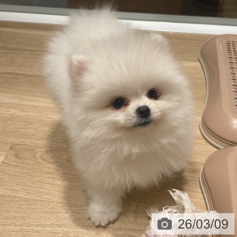 ポメラニアンの写真