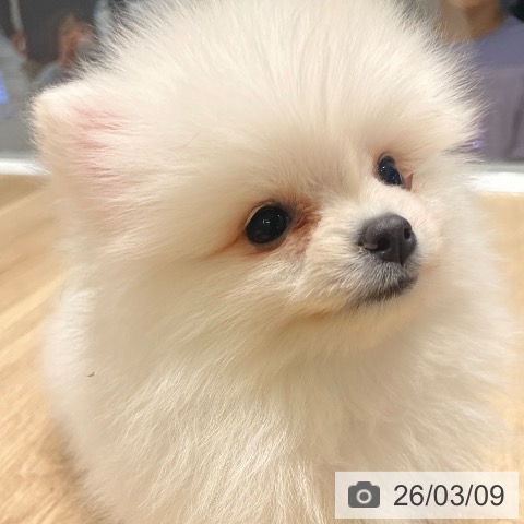 ポメラニアンの写真