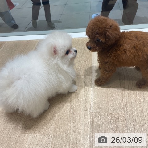 ポメラニアンの写真