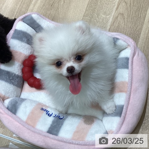 宮城県のポメラニアン (ペットプラス 名取店/2026年1月7日生まれ/女の子/ホワイトクリーム)の子犬の4枚目の画像