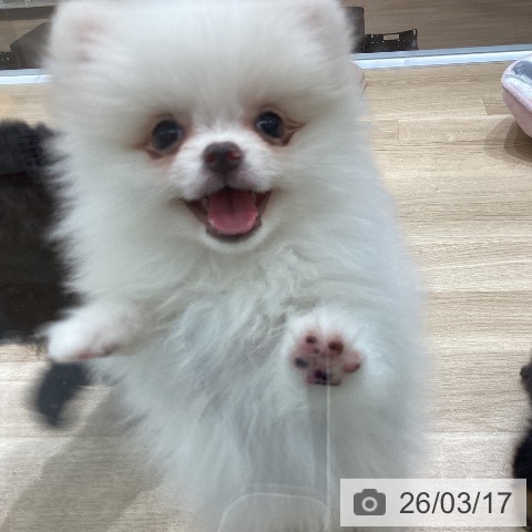 宮城県のポメラニアン (ペットプラス 名取店/2026年1月7日生まれ/女の子/ホワイトクリーム)の子犬の3枚目の画像