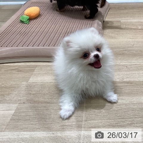 岩手県のポメラニアン (ペットプラス 盛岡南店/2026年1月7日生まれ/女の子/ホワイトクリーム)の子犬の4枚目の画像