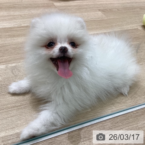 岩手県のポメラニアン (ペットプラス 盛岡南店/2026年1月7日生まれ/女の子/ホワイトクリーム)の子犬の3枚目の画像