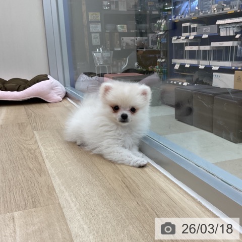 ポメラニアンの写真