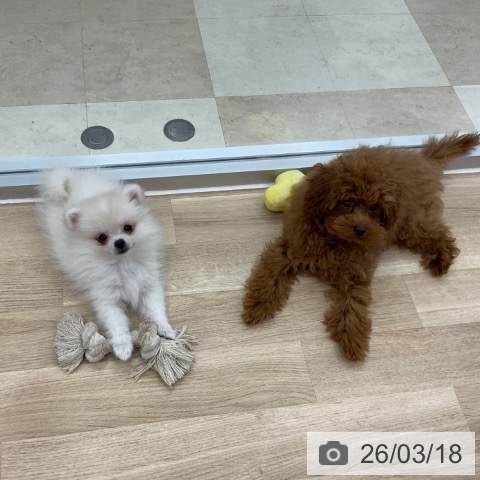 ポメラニアンの写真