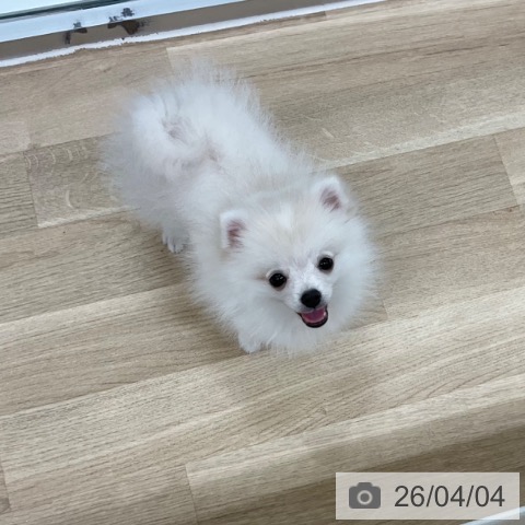 神奈川県のポメラニアン (ペットプラス アミーゴ藤沢店/2026年1月7日生まれ/女の子/ホワイトクリーム)の子犬の4枚目の画像