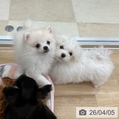 神奈川県のポメラニアン (ペットプラス アミーゴ藤沢店/2026年1月7日生まれ/女の子/ホワイトクリーム)の子犬の4枚目の画像