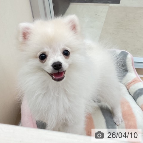 神奈川県のポメラニアン (ペットプラス アミーゴ藤沢店/2026年1月7日生まれ/女の子/ホワイトクリーム)の子犬の4枚目の画像