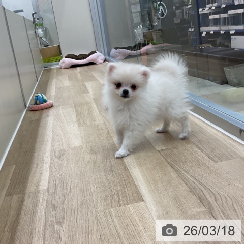 ポメラニアンの写真