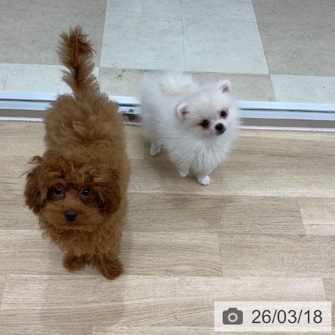 ポメラニアンの写真