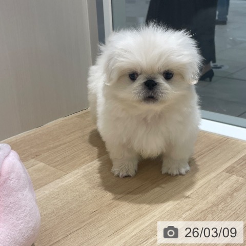 ペキニーズの写真