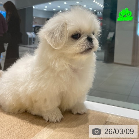 ペキニーズの写真