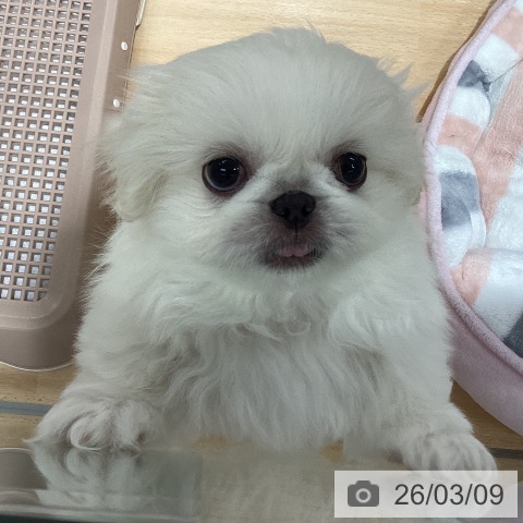 ペキニーズの写真