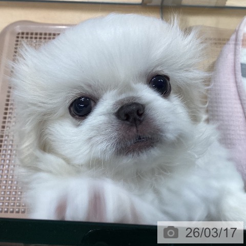 ペキニーズの写真