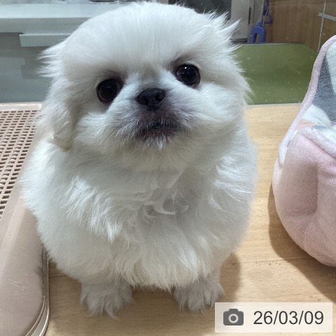 ペキニーズの写真