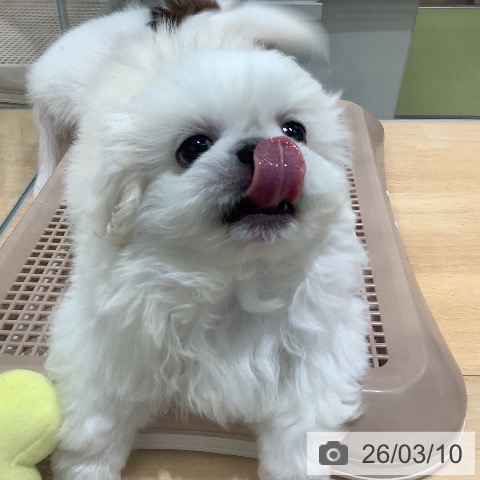 埼玉県のペキニーズ (ペットプラス 羽生店/2026年1月5日生まれ/女の子/ホワイトクリーム)の子犬の3枚目の画像