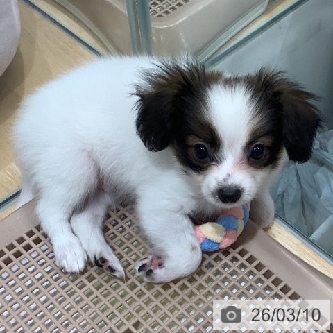 埼玉県のパピヨン (ペットプラス 羽生店/2026年1月6日生まれ/男の子/ホワイトブラウン)の子犬の4枚目の画像