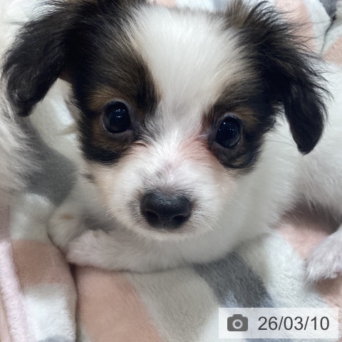 埼玉県のパピヨン (ペットプラス 羽生店/2026年1月6日生まれ/男の子/ホワイトブラウン)の子犬の3枚目の画像
