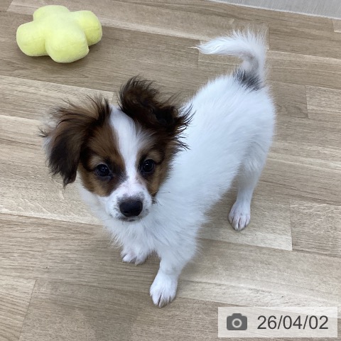 山梨県のパピヨン (ペットプラス 甲府国母店/2026年1月6日生まれ/男の子/ホワイトブラウン)の子犬の4枚目の画像