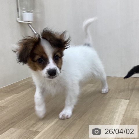 山梨県のパピヨン (ペットプラス 甲府国母店/2026年1月6日生まれ/男の子/ホワイトブラウン)の子犬の3枚目の画像